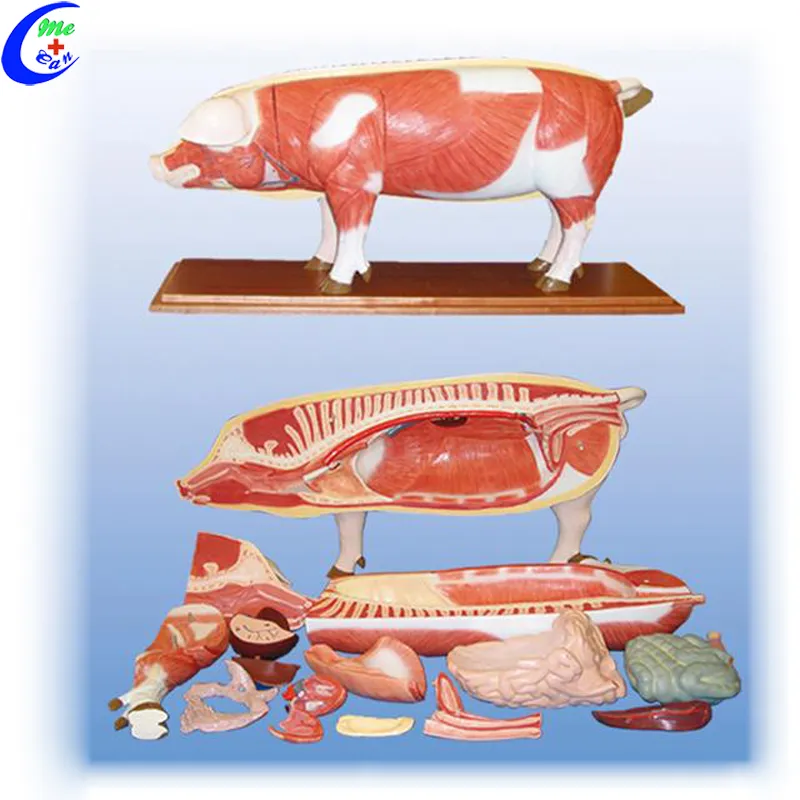 Cheap Medical Animal Anatomical Model