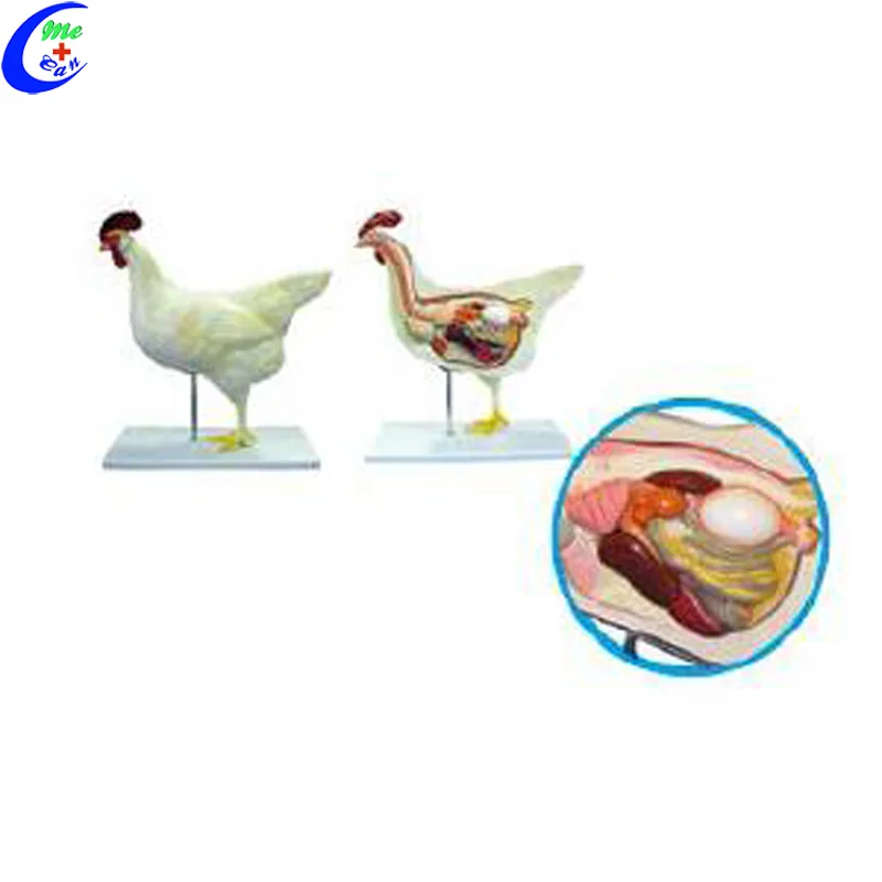Cheap Medical Animal Anatomical Model