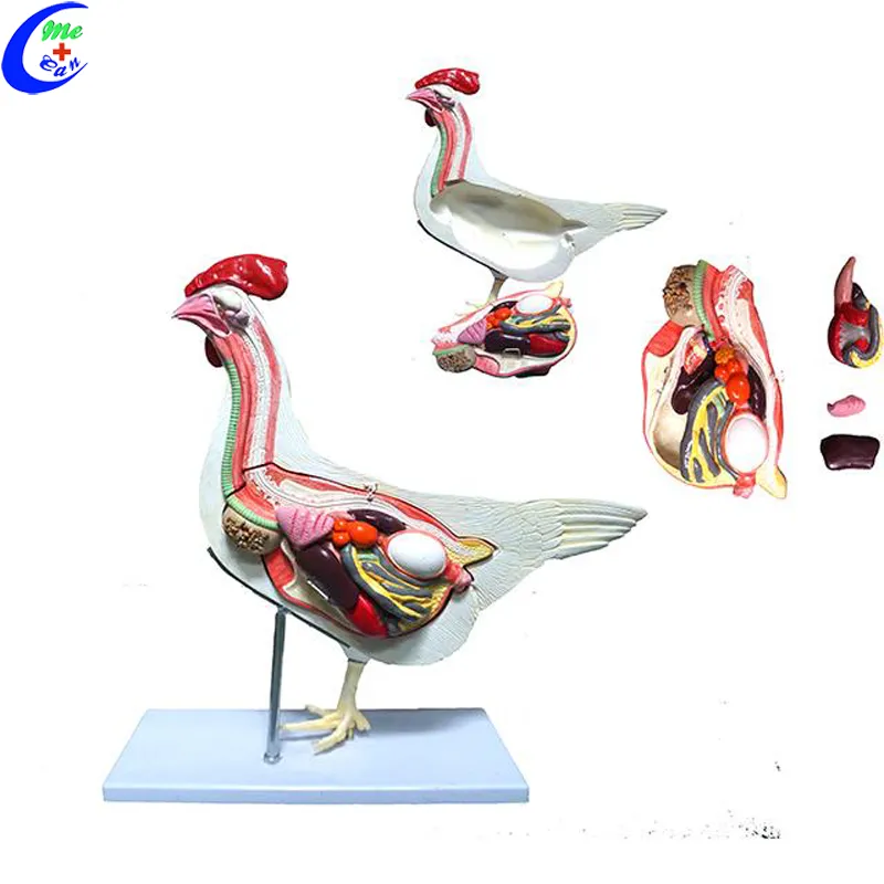 Cheap Medical Animal Anatomical Model