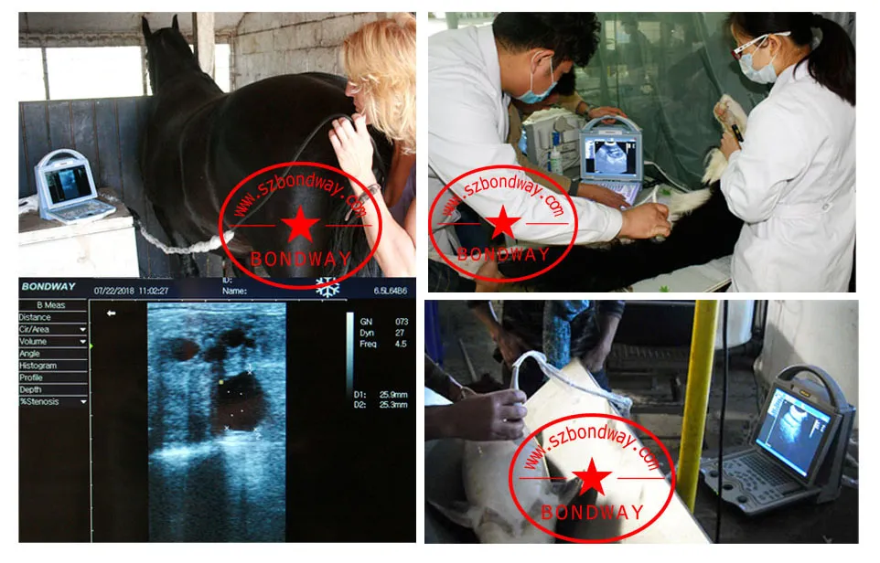 Cow Pregnancy Test Portable Ultrasound Scanner, Veterinary Ultrasound Machine, Equine Ultrasound, Vet Dignostic Ultrasound Imaging Machine