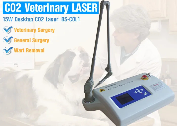 Equine Laser Surgery Ablation of Penile and Cervical Lesions