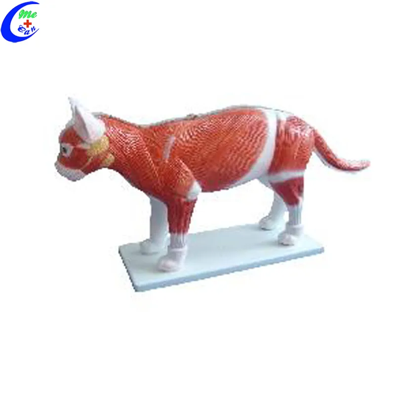 Realistic Cat Animal Anatomy Model