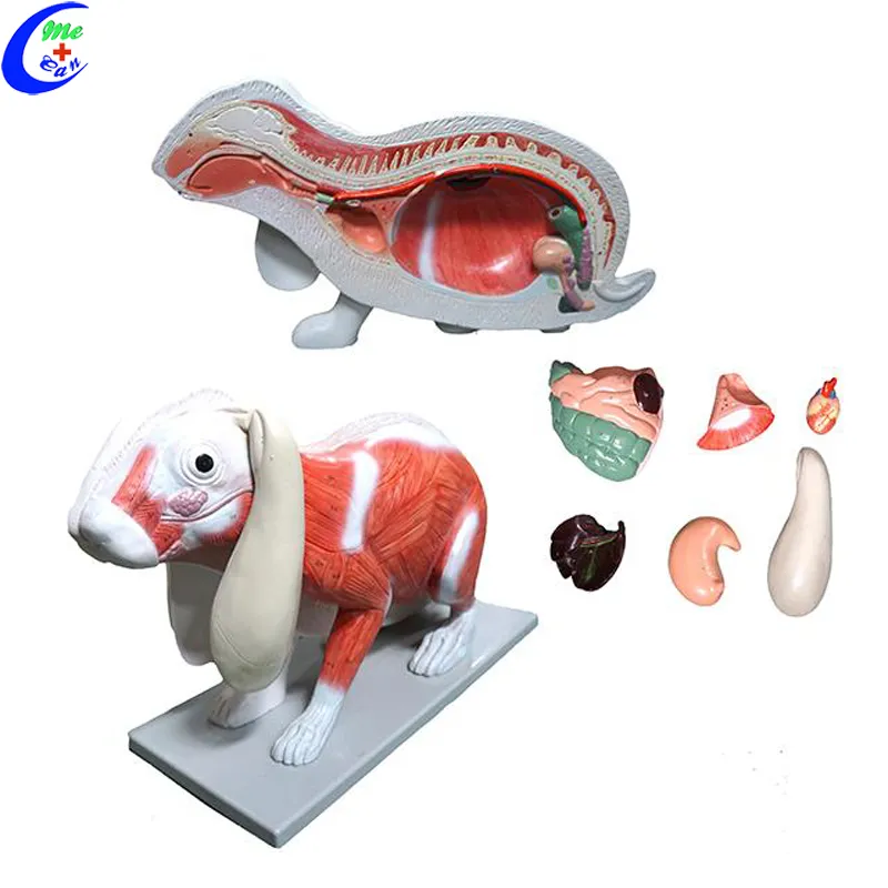 Realistic Cat Animal Anatomy Model